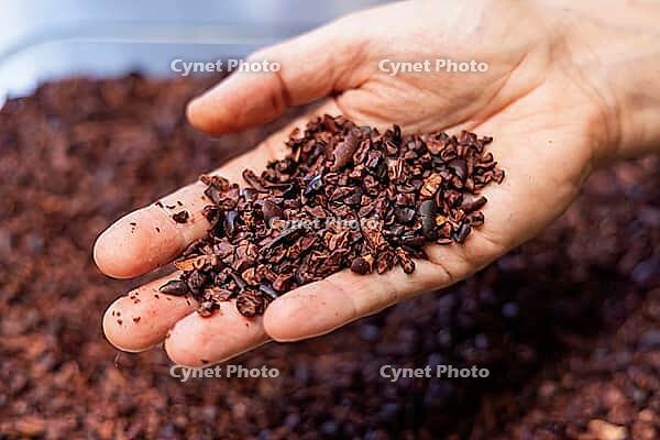 Chocolatier shows a handful of crushed cocoa beans ready to be processed for chocolate production. Selective focus [IBR125492396]