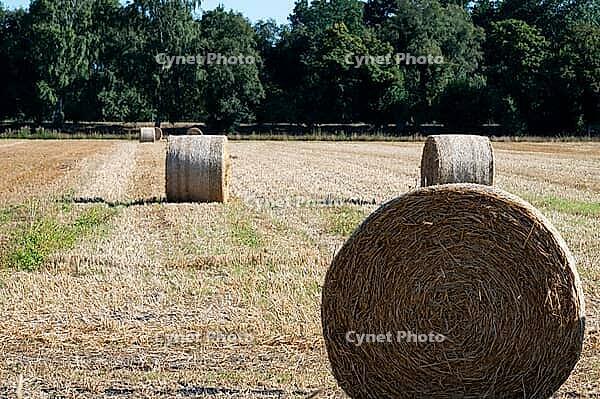 Close-up of straw bales in a field in bright sunlight, surrounded by forest, round bales in a field in summer in 27798 Hude, Germany [IBR125492401]