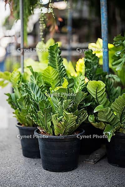 Many potted Asplenium nidus fern plants also known as Cobra (Asplenium antiquum) placed on ground display for sale in flower shop, exotic fern with thick, wavy fronds selling at houseplants store [IBR125492404]