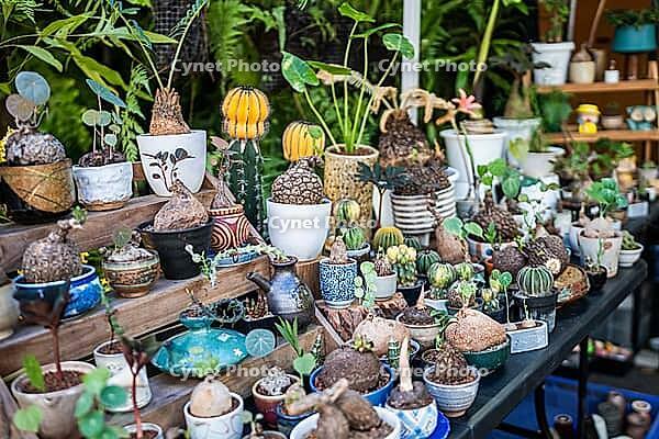 Wide range of Caudex plants and Stephania in ceramic pots on display for sale at private store in Chatuchak, Bangkok, various decorative tropical exotic plants selling at local plant shop in Thailand [IBR125492409]