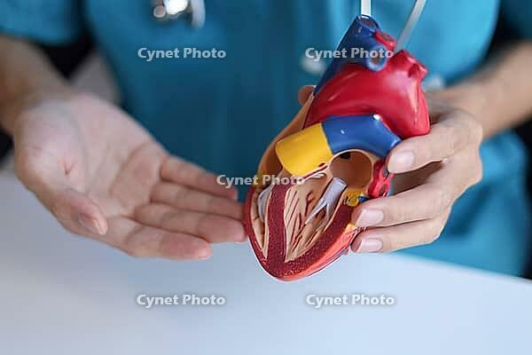 Doctor using heart model to explain blood flows direction [IBR125492410]