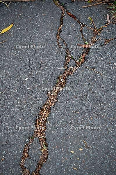 Plant roots break through the asphalt of a surface, visible through fine cracks, migration through nature from 49406 Barnstorf, Diepholz district, Lower Saxony, Germany [IBR125492421]