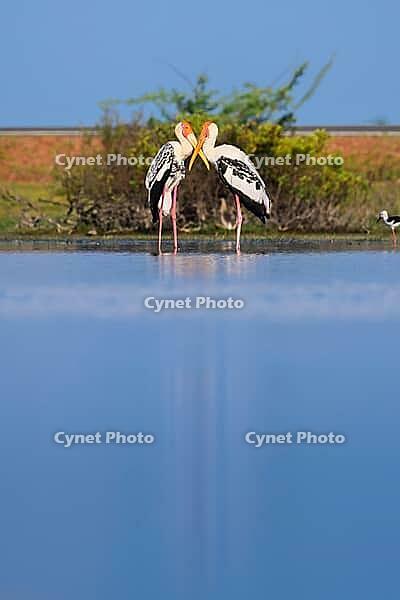 Two painted storks (Mycteria leucocephala) stand close together in shallow water, their vibrant orange beaks touching a graceful moment of symmetry. Wetland background of Mannar, Sri Lanka [IBR125492422]