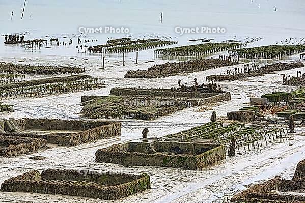 Oyster beds at low tide in Cancal, Brittany, France [IBR125501552]