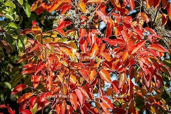 Colourful autumn leaves glow in the sun, Wetterau, Ober-Mörlen, Hesse, Germany [IBR125501555]