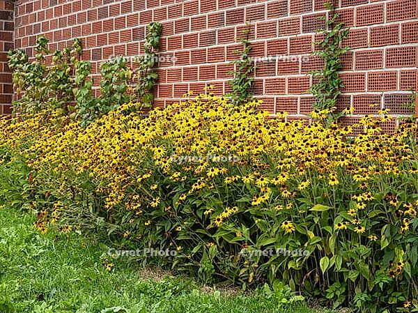 A flowerbed with flowering coneflowers (Echinacea), a wall made of hollow bricks, Soest, Westphalia, North Rhine-Westphalia, Germany [IBR125501556]