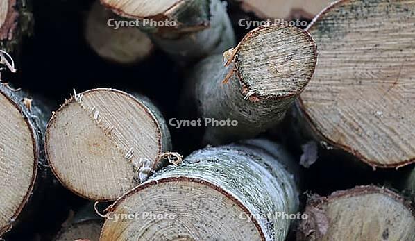 Detailed close up view on different wood surfaces showing planks logs and wooden walls in high resolution [IBR125501557]