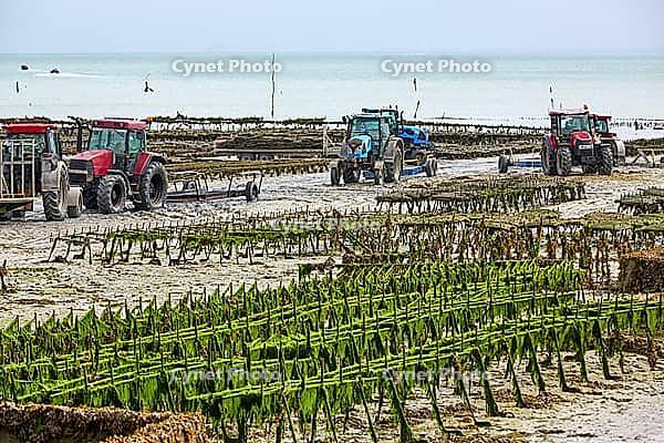 Oysterfishermen harvesting and caring for their oyster beds in Cancal, Brittany, France [IBR125501562]