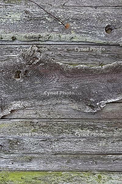 Wooden plank surface background in high resolution [IBR125501564]
