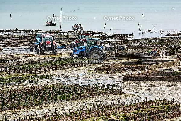 Oysterfishermen harvesting and caring for their oyster beds in Cancal, Brittany, France [IBR125501565]