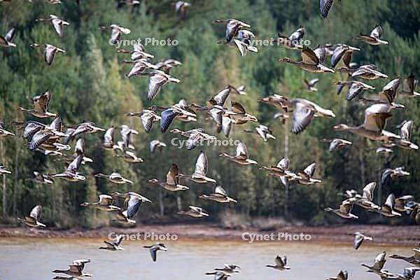 Greylag geese (Anser anser), in flight, a huge flock, Sielmann's Wanninchen Nature Reserve, Brandenburg, Germany [IBR125501567]