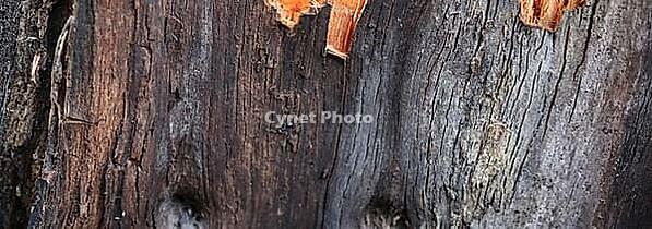 Detailed close up view on different wood surfaces showing planks logs and wooden walls in high resolution [IBR125501570]