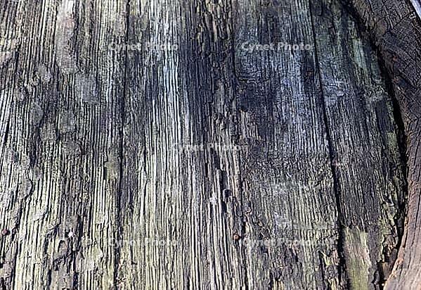 Detailed close up view on different wood surfaces showing planks logs and wooden walls in high resolution [IBR125501572]