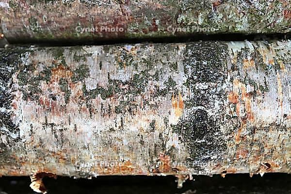 Detailed close up view on different wood surfaces showing planks logs and wooden walls in high resolution [IBR125501574]