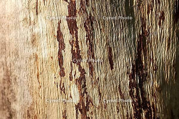 Detailed close up view on different wood surfaces showing planks logs and wooden walls in high resolution [IBR125501575]