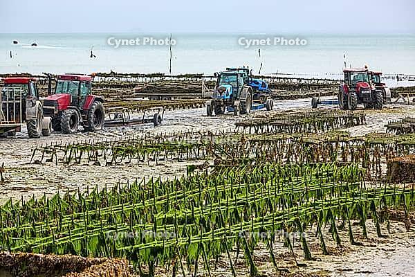 Oysterfishermen harvesting and caring for their oyster beds in Cancal, Brittany, France [IBR125501577]