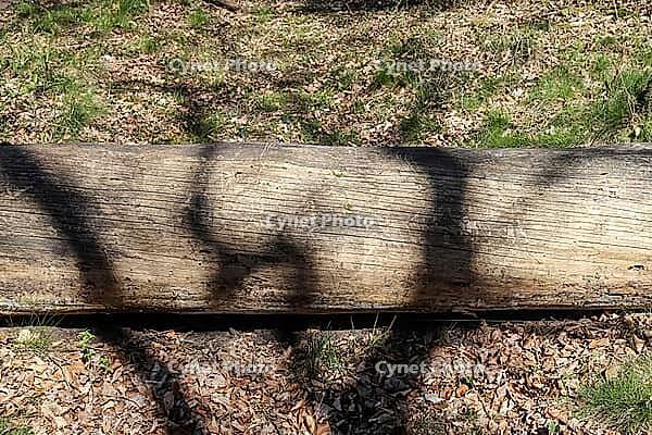 Detailed close up view on different wood surfaces showing planks logs and wooden surfaces in high resolution [IBR125501579]