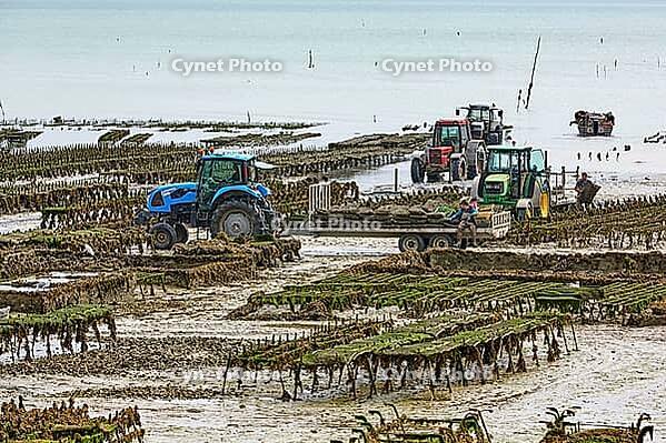 Oysterfishermen harvesting and caring for their oyster beds in Cancal, Brittany, France [IBR125501582]