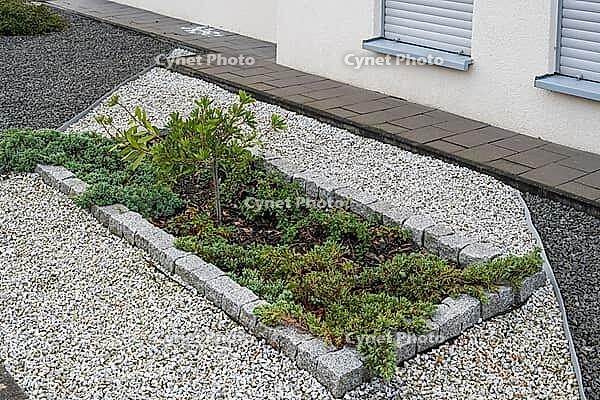 Shrub grows from a bed with stones, rock garden, gravel garden, front garden, Westphalia, North Rhine-Westphalia, Germany [IBR125501584]