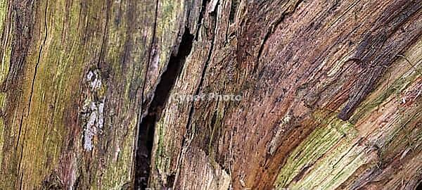 Detailed close up view on different wood surfaces showing planks logs and wooden walls in high resolution [IBR125501588]