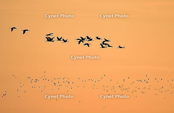 Cranes flying at sunrise, Mecklenburg-Vorpommern, Germany [IBR125501589]