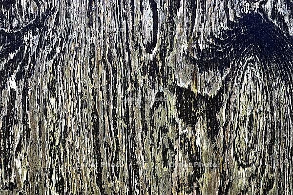 Detailed close up view on different wood surfaces showing planks logs and wooden walls in high resolution [IBR125501590]