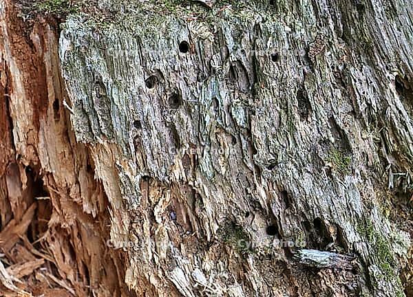 Detailed close up view on different wood surfaces showing planks logs and wooden walls in high resolution [IBR125501591]
