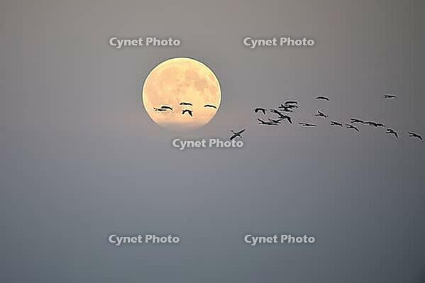 Cranes, Grus Grus, flying during a full moon, Mecklenburg-Western Pomerania, Germany [IBR125501592]
