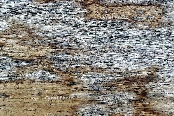 Detailed close up view on different wood surfaces showing planks logs and wooden walls in high resolution [IBR125501593]