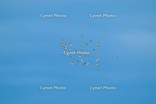 A flock of birds flies high in the clear blue sky: Alpine sandpipers (Calidris alpina), Nothafen, Vorpommersche Boddenlandschaft National Park, Zingst, Darss, the Baltic Sea, Mecklenburg-Western Pomerania, Germany [IBR125501600]