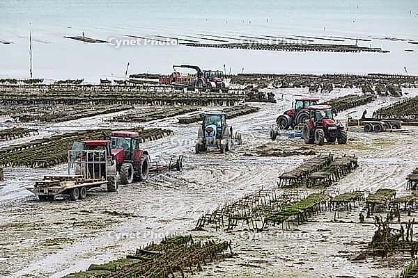 Oysterfishermen harvesting and caring for their oyster beds in Cancal, Brittany, France [IBR125501602]