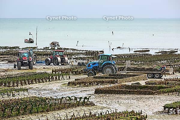 Oysterfishermen harvesting and caring for their oyster beds in Cancal, Brittany, France [IBR125501603]