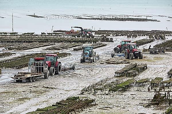 Oysterfishermen harvesting and caring for their oyster beds in Cancal, Brittany, France [IBR125501605]