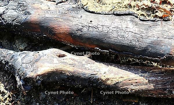 Detailed close up view on different wood surfaces showing planks logs and wooden walls in high resolution [IBR125501608]