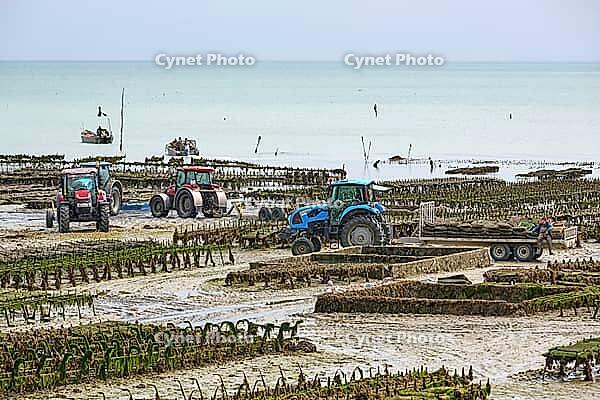 Oysterfishermen harvesting and caring for their oyster beds in Cancal, Brittany, France [IBR125501612]