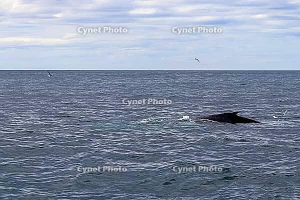 Close up of humpback whale off coast of Iceland [IBR125501627]