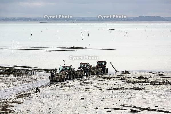 Oysterfishermen harvesting and caring for their oyster beds in Cancal, Brittany, France [IBR125501629]