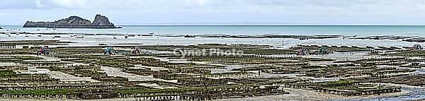 Oyster beds at low tide in Cancal, Brittany, France [IBR125501645]