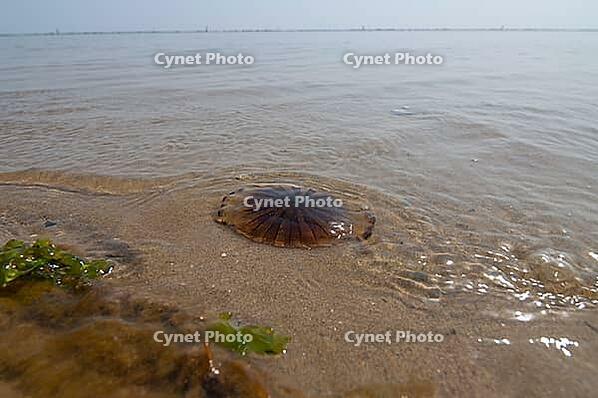 Beached compass jellyfish (Chrysaora hysoscella), Adriatic Sea, Punta Marina, Ravenna, Emilia-Romagna, Italy [IBR125521081]