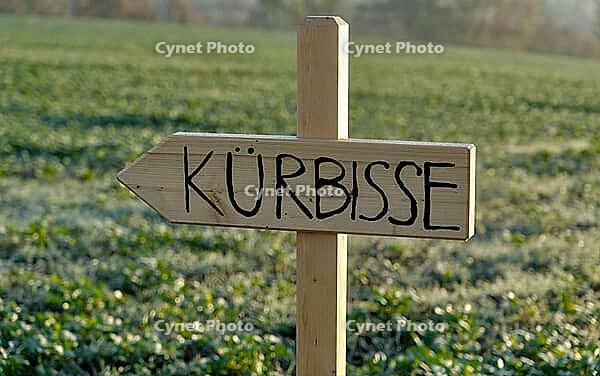 A hand-lettered wooden sign with the inscription Pumpkins shows the way in a green field, Burgstetten, Germany [IBR125521087]