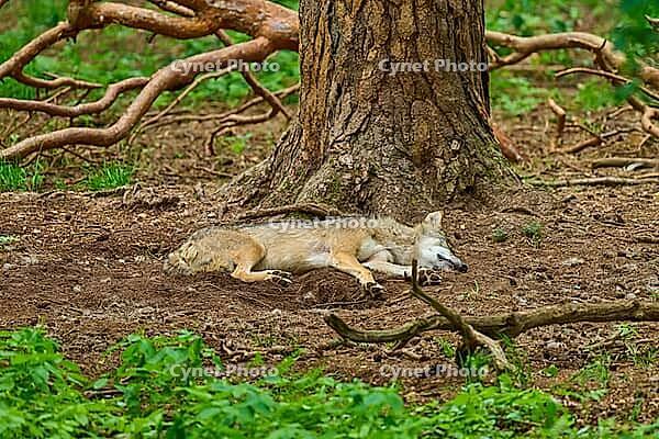 A wolf rests outstretched on the forest floor in front of the trunk of a large tree, Wolf, (Canis Lupus), Germany [IBR125521092]