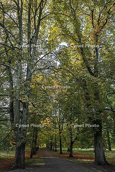 Horse chestnuts (Castanea hippocastanum), autumn foliage, Lower Saxony, Germany [IBR125521093]