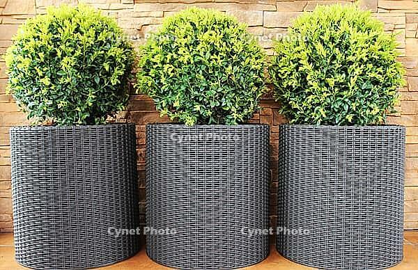 Three modern pots with spherical trimmed decorative Buxus tree [IBR125521100]