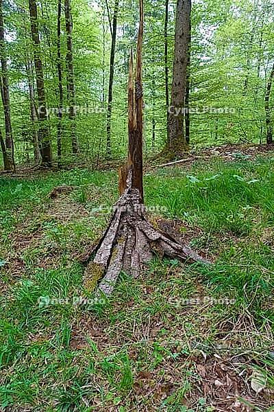 Land Art, nature art, arrangement of tree bark, broken tree, deciduous trees, nature conservation, forest, Upper Danube nature park Park, Sigmaringen district, Baden-Württemberg, Germany [IBR125521107]