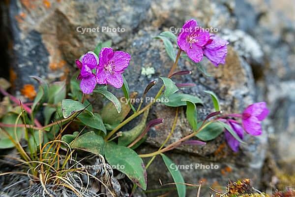 Broad-leaved willowherb (Epilobium latifolium), Arctic willowherb, evening primrose family (Onagraceae), autumn, Arctic tundra, West Greenland, Greenland [IBR125521108]