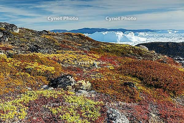Acrtic tundra in autumn colors against icebergs, autumn, Disko Bay, Ilulissat, West Greenland, Greenland [IBR125521110]