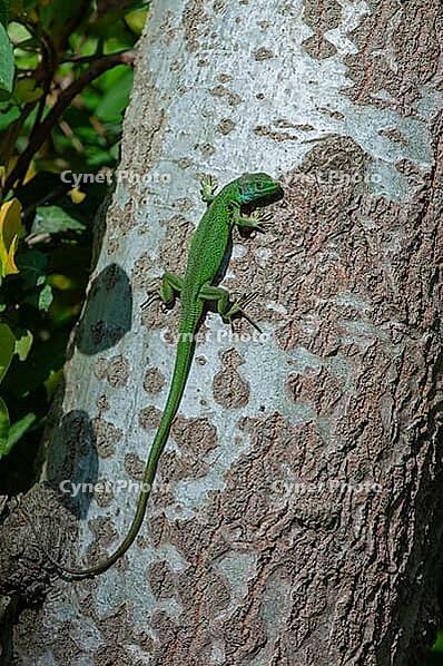 Smaragdeidechse (Lacerta vridis) sonnt sich an einem Baumstamm, Punta Marina, Ravenna, Emilia-Romagna, Italien [IBR125521112]