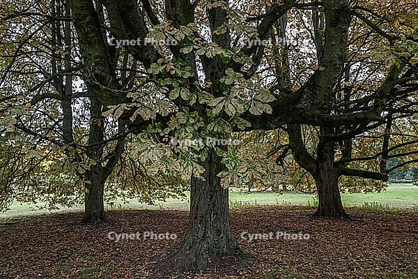 Horse chestnuts (Castanea hippocastanum), autumn foliage, Lower Saxony, Germany [IBR125521113]