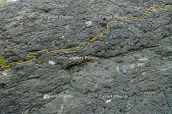 Land Art, nature art, flowers of the silver willow (Salix alba), rock face, stone, Laiz-Inzigkofen, Sigmaringen district, Baden-Württemberg, Germany [IBR125521120]