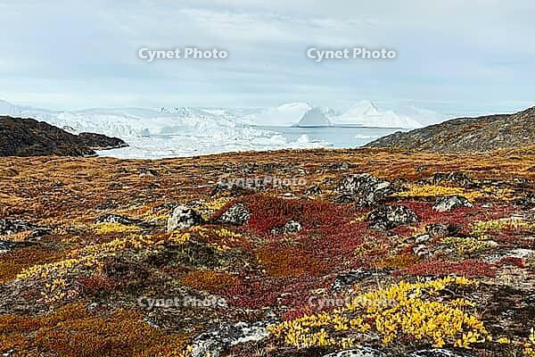 Acrtic tundra in autumn colors against icebergs, autumn, Disco Bay, Ilulissat, West Greenland, Greenland [IBR125521122]